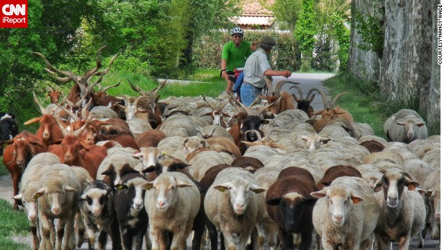 Sheep cross a biking path <a href='http://ireport.cnn.com/docs/DOC-973850'>near St. Remy, France. </a>