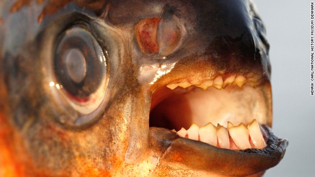 Un pez que muerde testículos amenaza a los bañistas escandinavos