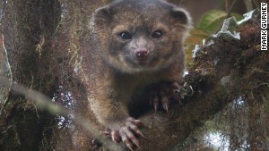 The Smithsonian announced a species called the olinguito. 