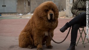 A Tibetan mastiff (not a lion).