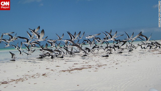 While kayaking off of Isla Holbox, Mexico, <a href='http://ireport.cnn.com/docs/DOC-986080'>Amy Richardson</a> saw a flock of birds take flight off of a nearby sandbar. "Isla Holbox is a small, quiet island... there is incredible bird population there that one can spend an entire day admiring," she said.