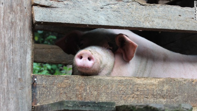 In addition to growing rice and vegetables, many families raise pigs.