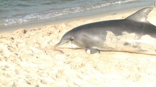 Dolphin deaths have Christie diving in to help