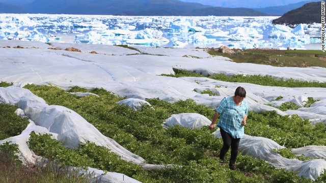 Arnaq Egede works among the plants in her family's potato farm on July 31 in Qaqortoq. The farm, the largest in Greenland, has seen an extended crop-growing season because of climate change.