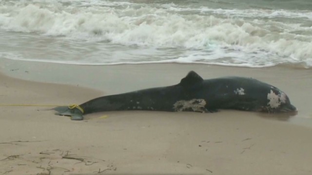 Récord de delfines muertos en la costa atlántica de EEUU: 753 en 3 meses