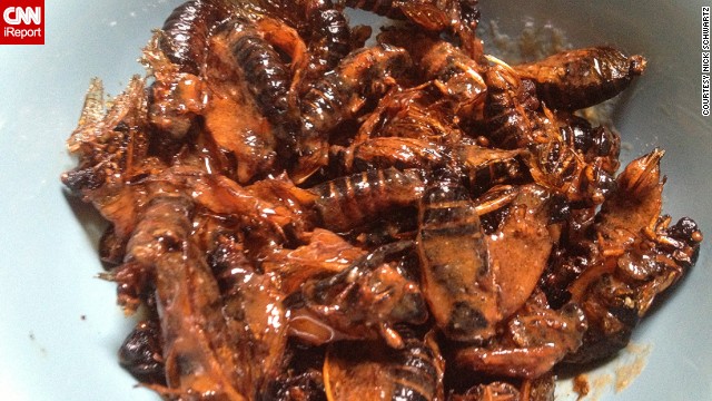iReport: Buffalo fried cicadas