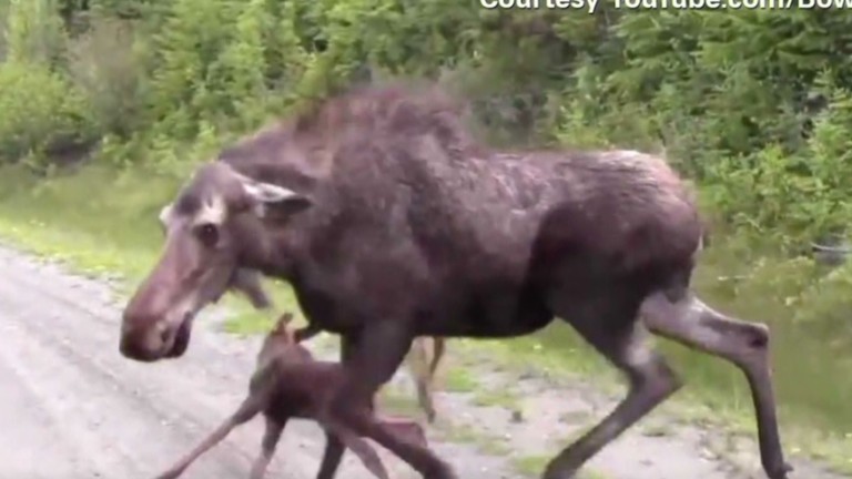 Dont Mess With Momma Moose Video 