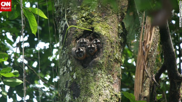 While hiking in the Peruvian Amazon, <a href='http://ireport.cnn.com/docs/DOC-911230'>Caleb Lawson</a> and his wife Kelly photographed a group of owl monkeys peering down at them. "They are nocturnal, but poked their heads out of their home to see what was lurking," he said.