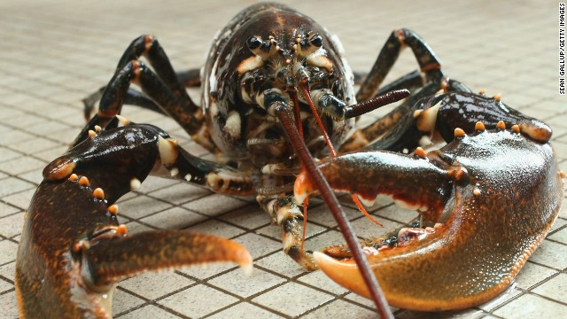 Get your claws on these lobster-friendly wines