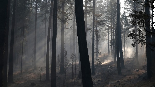 Sunlight filters through smoke in a grove of trees burned by the Rim Fire on August 22, in Groveland, California.