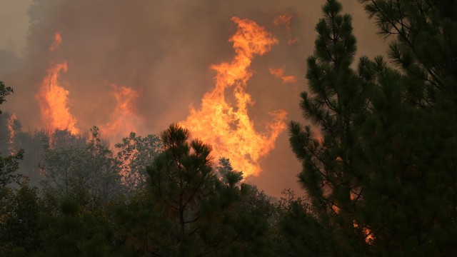 Flames eat up trees as the fire continues to burn out of control on August 23.