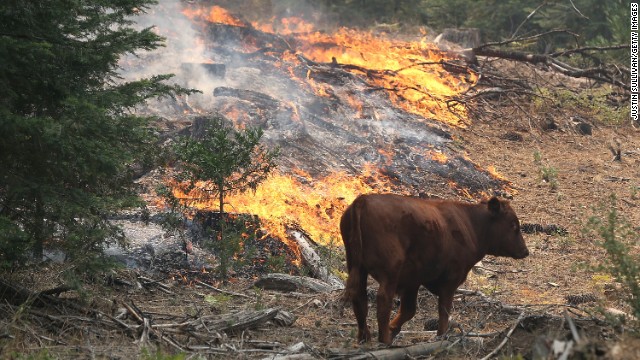 A cow walks through a section of forest that was scorched by the Rim Fire outside of Camp Mather on August 24, near Groveland, California.
