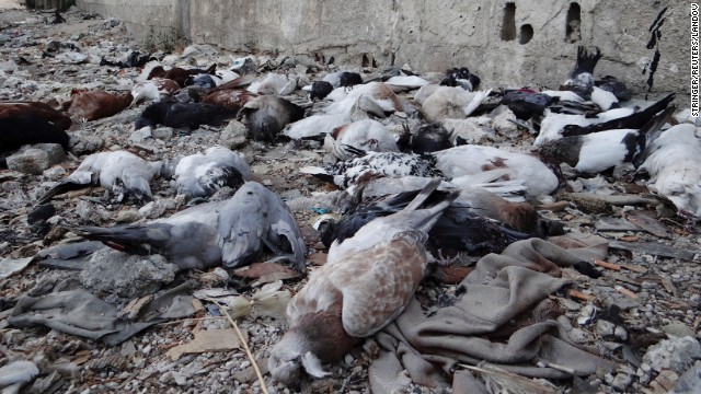 Pigeons lie dead on the ground on August 24 from after what activists say is the use of chemical weapons by government forces in the Damascus suburb of Arbeen.