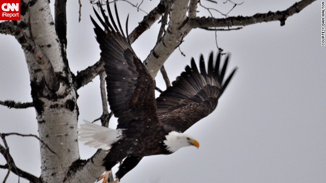 A <a href='http://ireport.cnn.com/docs/DOC-908029'>bald eagle</a> takes flight in Michigan's Upper Peninsula. 