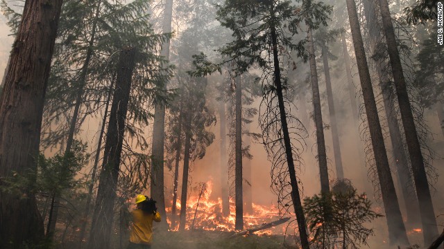 A videographer records the flames burning through trees as the Rim Fire menaces Yosemite National Park on August 27.