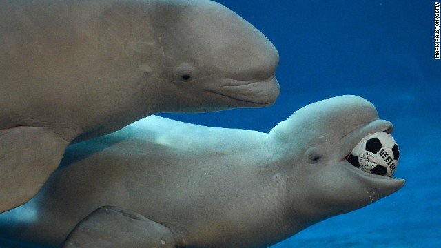 http://i2.cdn.turner.com/cnn/dam/assets/130830023418-freeze-animals-beluga-whales-horizontal-gallery.jpg