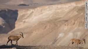 Ibex are just one attraction of the Negev Desert.