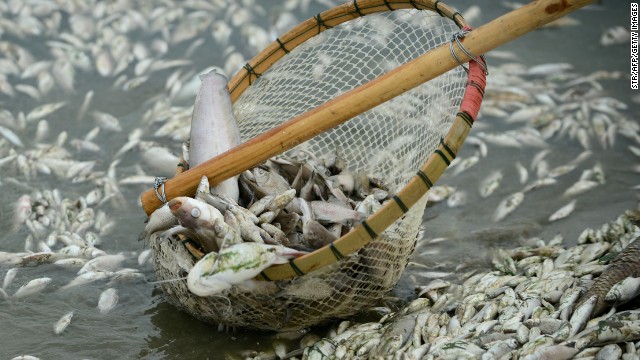 Chinese authorities cleared 110 tons of dead fish from the Fuhe river in Wuhan, in Hubei province on September 3, 2013.