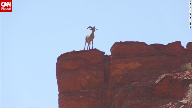 <a href='http://ireport.cnn.com/docs/DOC-986460'>Matt Colver </a>was traveling down the San Juan River in Southern Utah when he saw a bighorn sheep standing on top of the canyon terrain while the other sheep drank water below from the river. "He was obviously the lookout," he said.