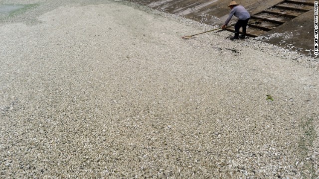 A resident clears dead fish from the river on September 3, the day after large numbers began to surface. 