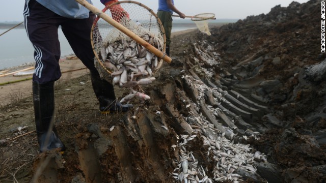 Two men bury dead fish September 3 to prevent them being sold at market.