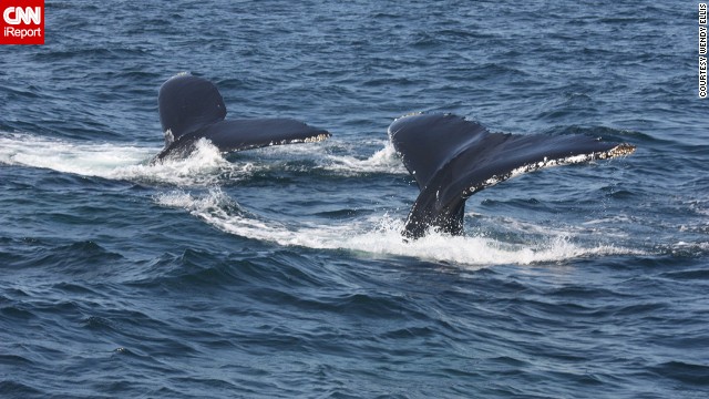 Two humpback whales disappear into the water off the coast of Cape Cod. See more photos on <a href='http://ireport.cnn.com/docs/DOC-1016374'>CNN iReport</a>.