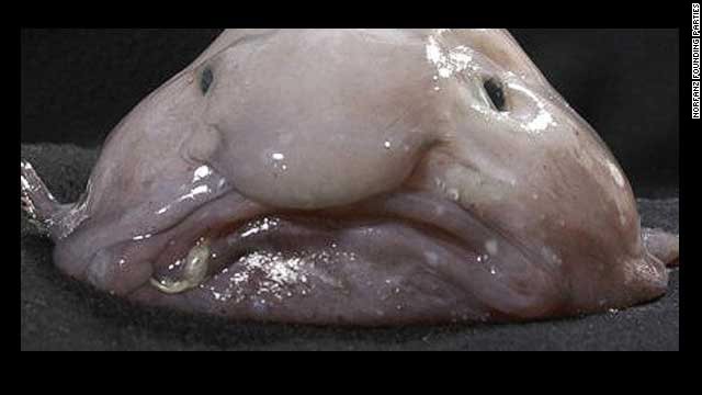 The Ugly Animal Preservation Society names the blobfish as its new mascot after a global online vote. The gelatinous fish lives <!-- -->
</br>at depths of up to 1,200 meters off the coast of Australia where it feeds on crabs and lobsters. It's under threat as it often gets caught up in fishing nets... but you wouldn't want to eat it.