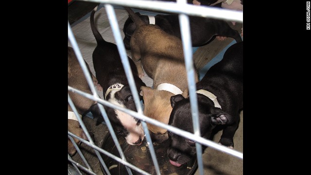 A special area has been set up for the pregnant dogs and those that are nursing their puppies. 