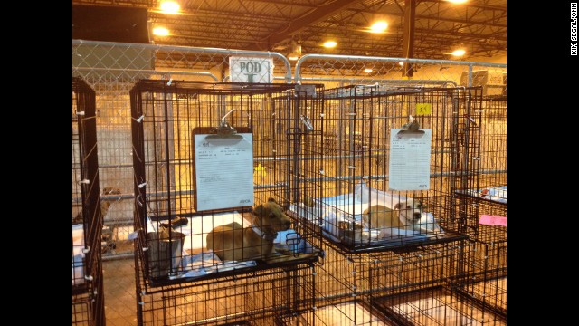 The dogs are under quarantine, isolated in their cages and kept indoors until the ASPCA medical team can confirm they are free from disease.