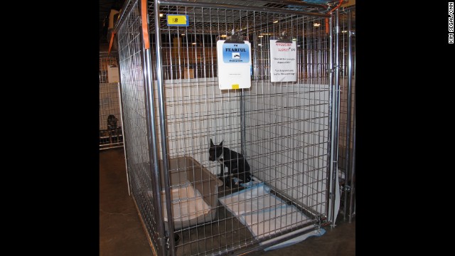 This black pit bull mix panics at the sight of a person. His ears stand straight up and he cowers in the corner of his cage as his body trembles. The sign on his cage says., "I¹m FEARLFUL, please go slowly.