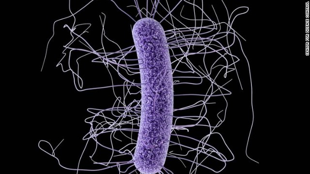 Clostridium difficile