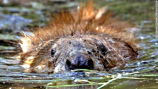 Beavers have been reintroduced into Scotland after 400 years; there's a colony of the buck-toothed creatures in Knapdale Forest.