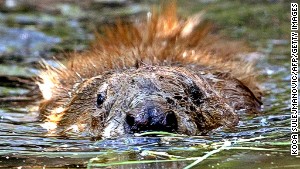 Guides will take you to see the beavers in Knapdale Forest -- just don\'t expect a welcoming slap on the back.