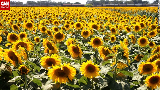 James Amerson spotted this field of sunflowers while traveling from Portofino to Florence. "I loved everything about Italy," he said. See more photos from his journey on <a href='http://ireport.cnn.com/docs/DOC-813789'>CNN iReport</a>.