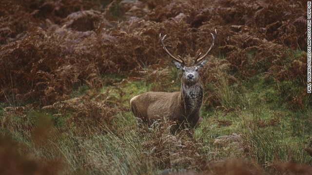 The Isle of Islay is one of Scotland's top places to see red deer stags fighting over territory with their antlers. Oh, and you might spot dancing March hares, too.