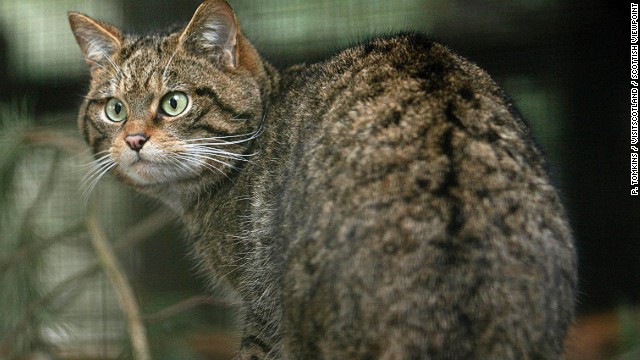 Yes, Scotland has its own wild cat -- so-called Highland tigers -- although there are only 100 left in the wild. If you're very lucky you might spot one in Cairngorms National Park.