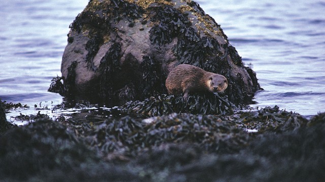 You can spot shy otters -- as well as minke whale, dolphins and porpoise -- around the Isle of Mull.