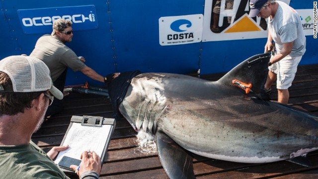 High-tech tagging equipment? Check. Top scientists? Check. Towel to cover the eyes of one of the most ferocious predators of the sea? Check. Just a day in the life of great white shark researchers, Ocearch.