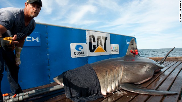 Tubes of water are inserted in the shark's mouth, cascading down the gills. "As soon as we bring them on the platform the first thing I do is cover their eyes with a dark, wet towel and that usually calms them right down," said captain Brett McBride.