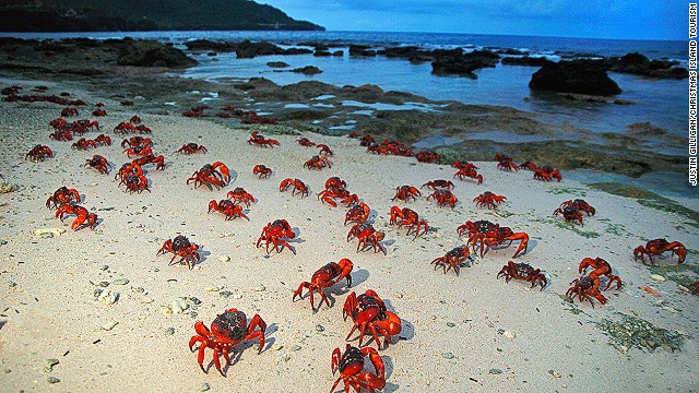 Millions of red crabs living on Australia's Christmas Island make their way to the sea to mate and, eventually, lay their eggs. 