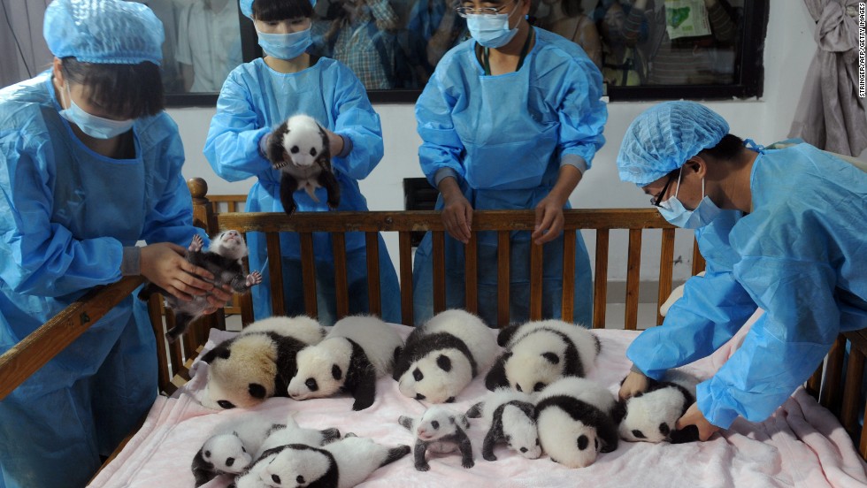 Exhiben cría de pandas gigantes en China CNN