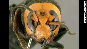 The Asian killer hornet, also known as Vespa mandarinia, is the world\'s largest hornet. 