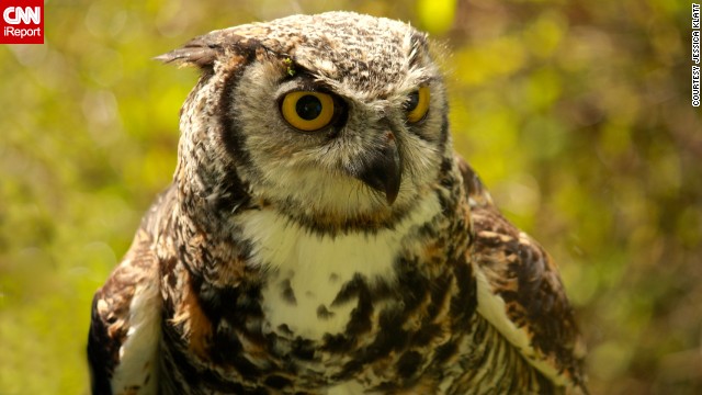 Jessica Klatt met this owl, named Spock, at Vancouver Island's <a href='http://ireport.cnn.com/docs/DOC-958259'>The Raptors Center</a>, which works for the conservation of birds of prey.