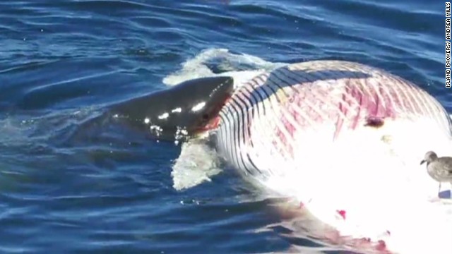 VIDEO: Tiburones blancos se devoran una ballena en la costa de