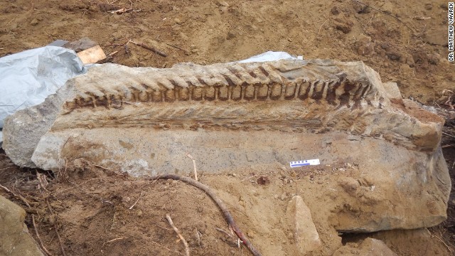 Una retroexcavadora descubre un fósil de dinosaurio en Canadá