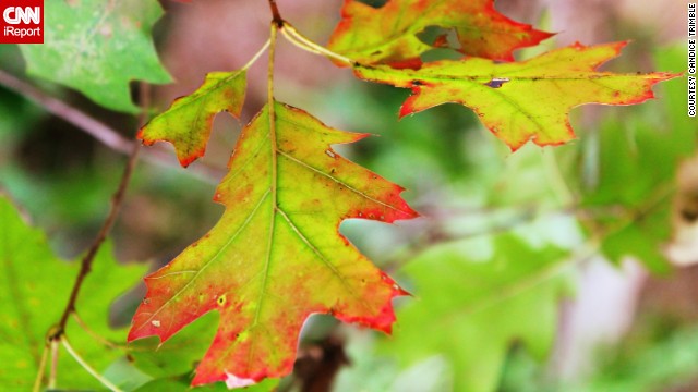 Leaves in Front Royal, Virginia, turn red for autumn. ' I was surprised to see the leaves changing so quickly, but I welcome it,' iReporter <a href='http://ireport.cnn.com/docs/DOC-1039059'>Candice Trimble</a> said.