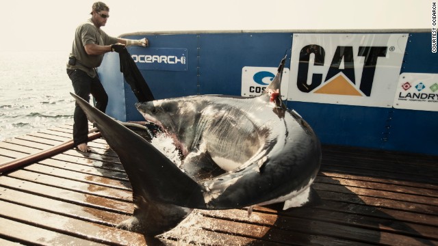 Den 46-årige kommer ansikte mot ansikte med hajar nästan varje dag, som en del av sitt arbete med vetenskaplig forskning fartyg Ocearch. 