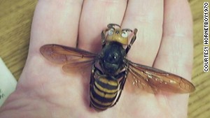 The Asian giant hornet has a venom that destroys red blood cells.
