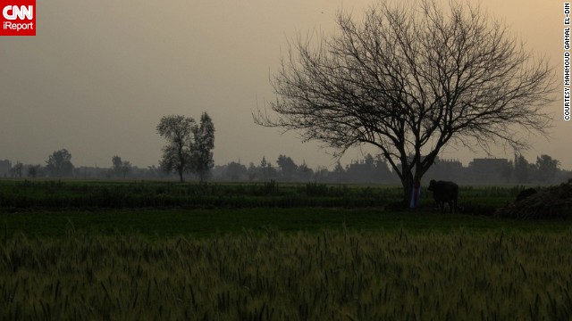 The tranquil scene of a lush field of grass growing along an Egyptian countryside inspired iReporter<a href='http://ireport.cnn.com/docs/DOC-984644'> Mahmoud Gamal El-Din</a> to capture this photograph. 