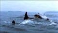 Blackfish clip: Orca capture